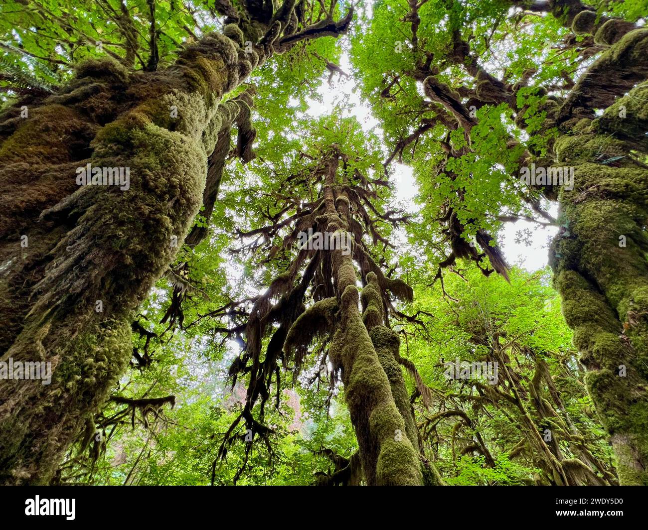 Forêt tropicale HOH dans le parc national olympique Banque D'Images