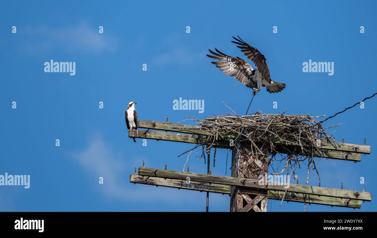 Atterrissage d'Osprey dans le nid avec 2 autres Osprey Banque D'Images