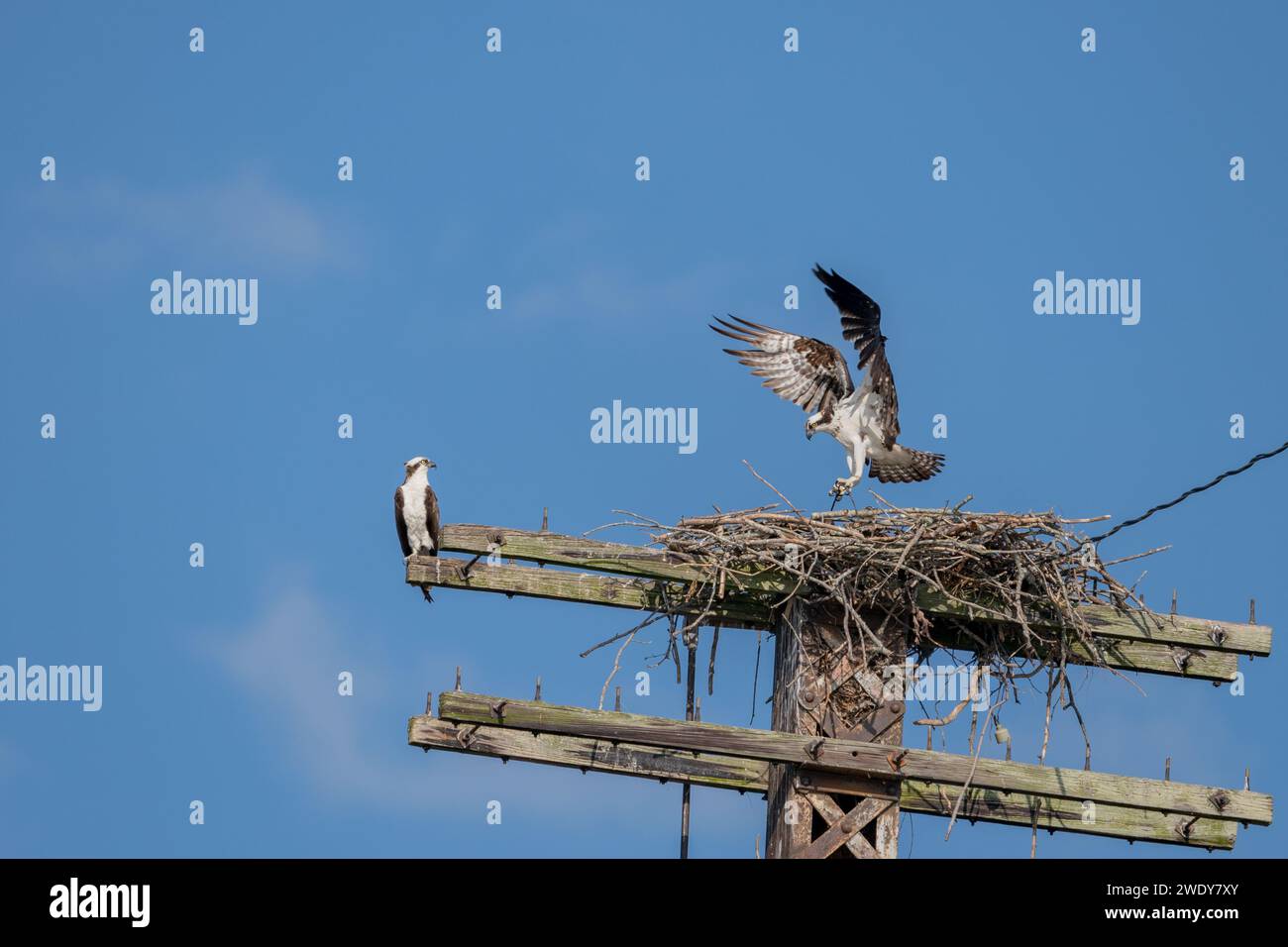 Atterrissage d'Osprey dans le nid avec 2 autres Osprey Banque D'Images