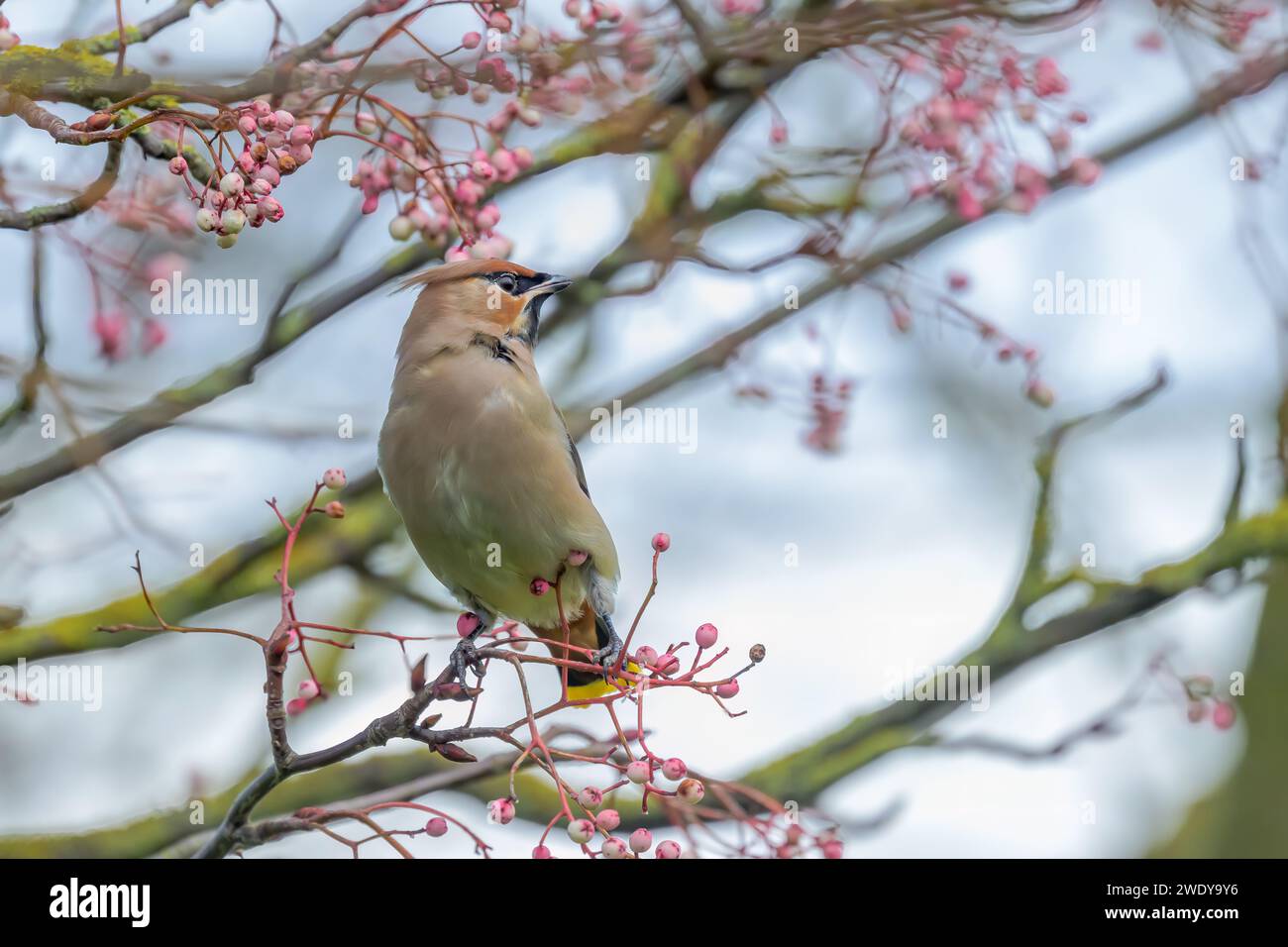 Waxwing, Bombycilla garrulus, perché dans un arbre Rowan Banque D'Images