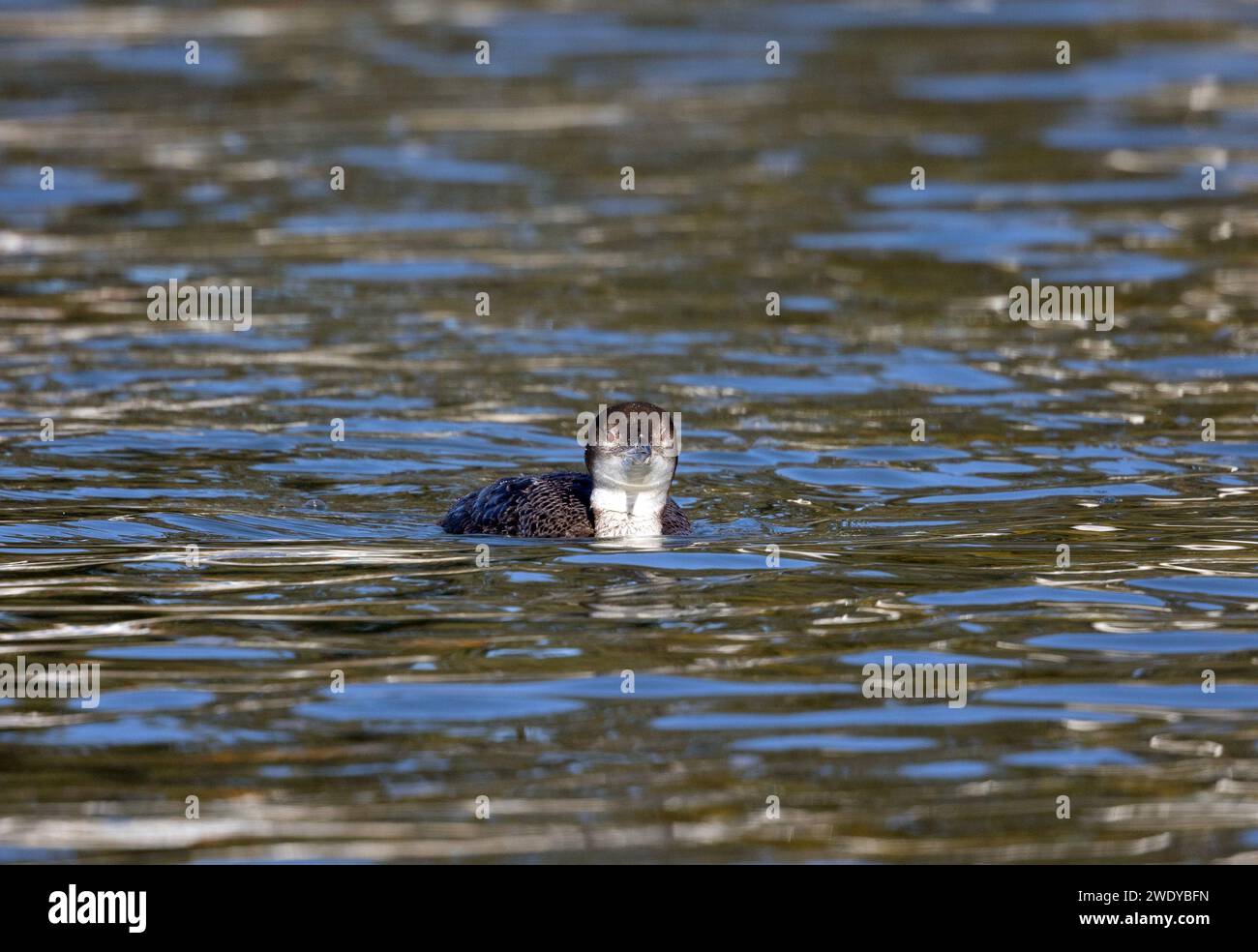 Loon commun regardant directement la caméra Banque D'Images