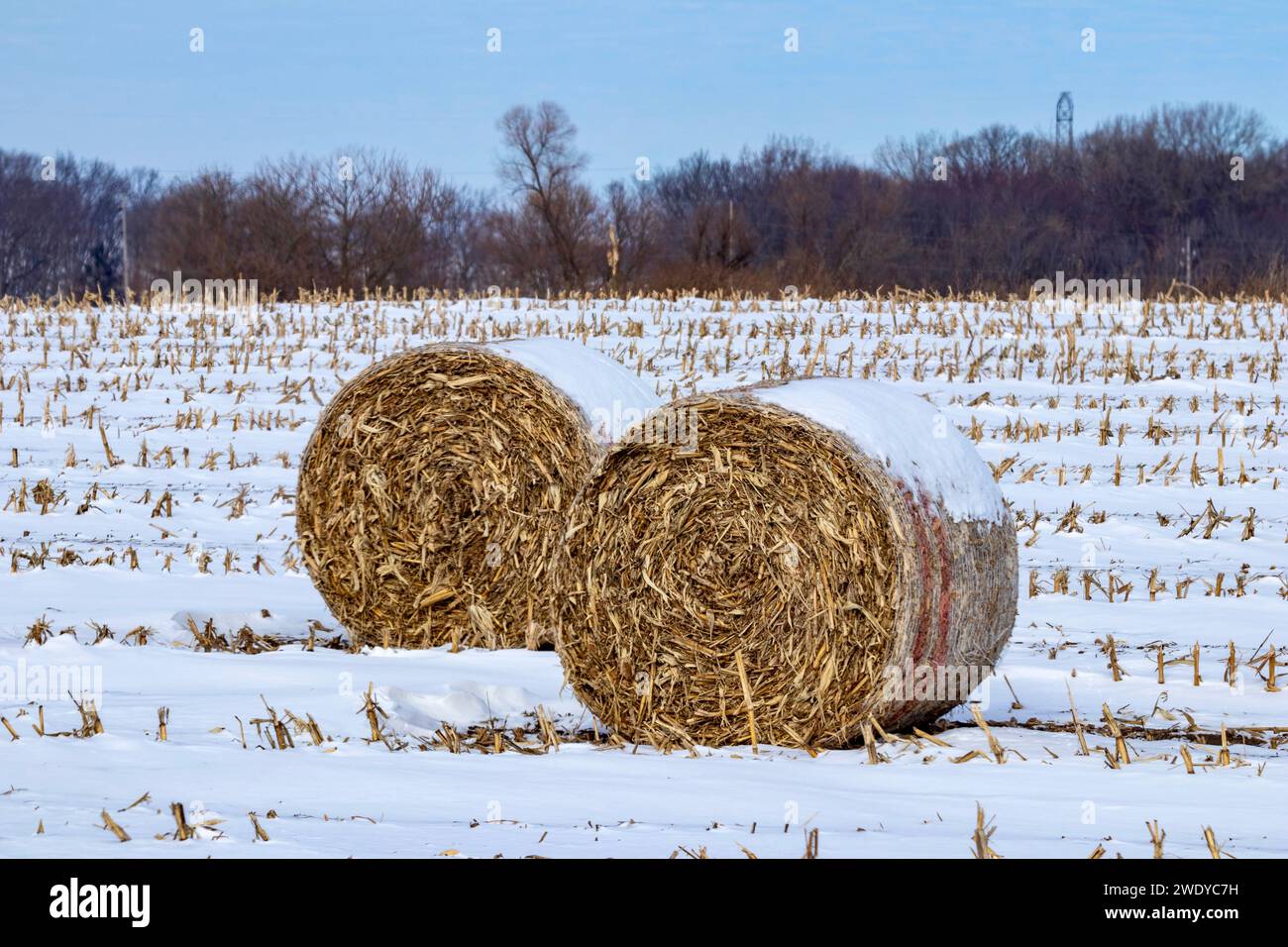 Grandes balles rondes de foin couvertes de neige sur un champ de ferme d'hiver Banque D'Images