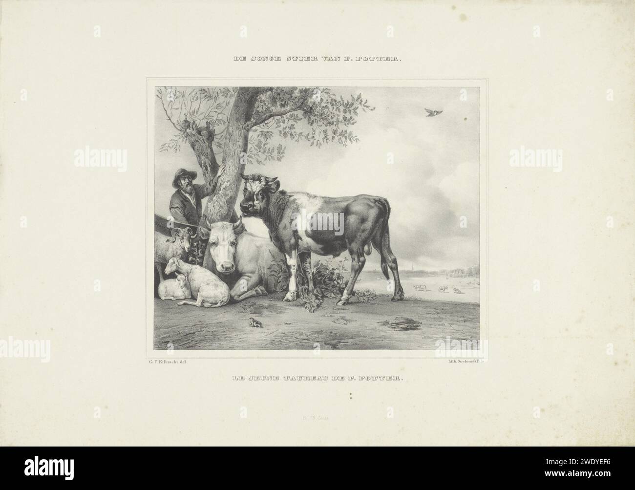 De Jong Stier, Gerhardus Frederic Eilbracht, d'après Paulus Potter Potter Potter, 1837 - 1840 print il y a un taureau dans un paysage près de deux arbres et une vache. En outre, un mouton, un agneau et une chèvre. Un homme derrière les arbres. Plus loin sur une prairie avec des vaches. Au premier plan une grenouille et un oiseau dans les airs. À la peinture de Paulus Potter dans le Mauritshuis à la Haye. Au milieu du prix de l'impression : 75 cents. Imprimeur : The Hagueafter design by : Netherlandsprinter : The Hague Paper Bull. vache. mouton. oiseaux chanteurs : lark Banque D'Images