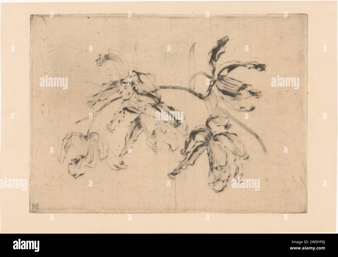 Orchidées, Henriëtte van der Harten, 1899 - 1937 imprimer papier fleurs à pointe sèche : orchidée Banque D'Images