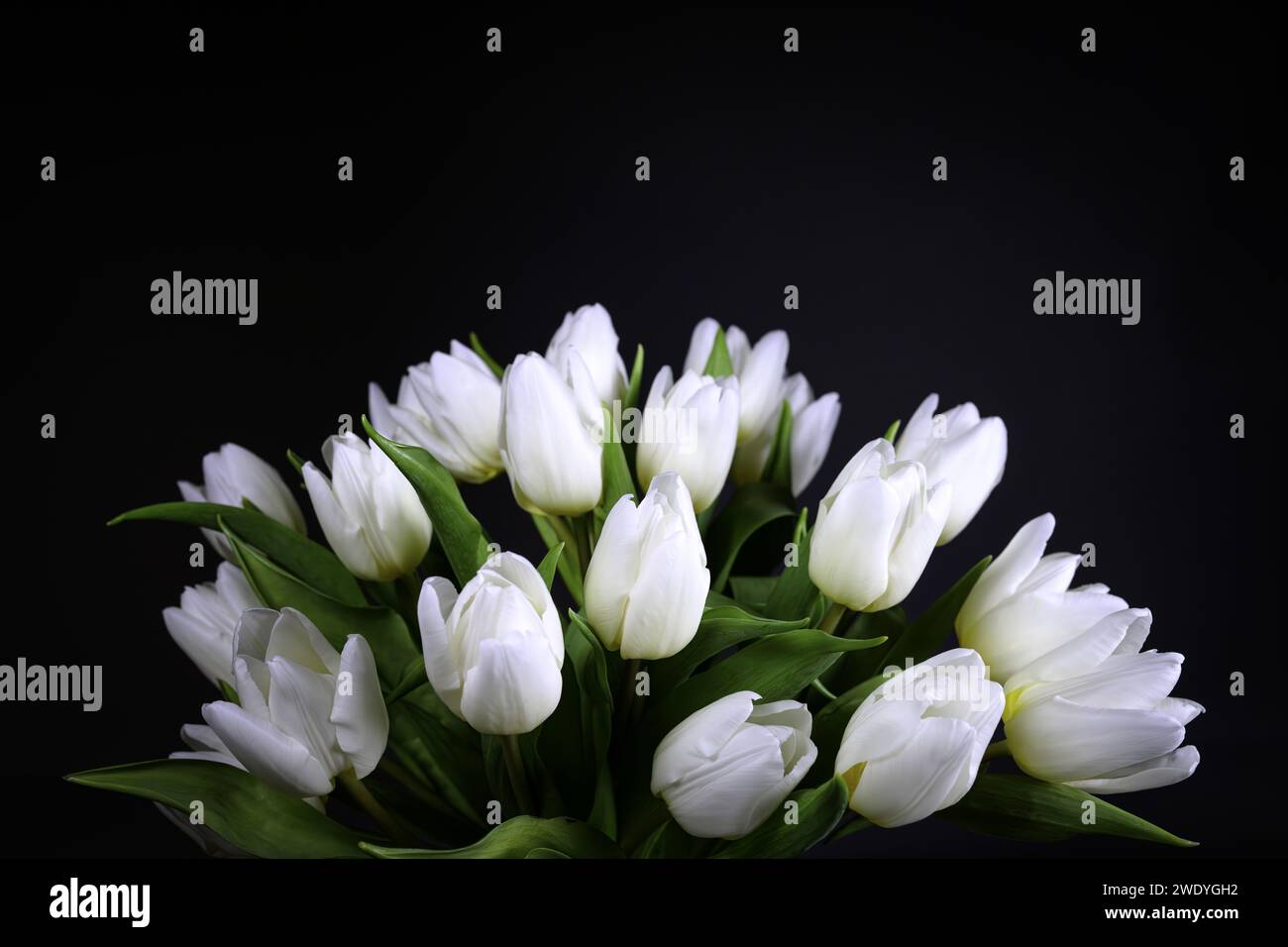 Fleurs de tulipes blanches isolées dans le fond noir avec la lumière naturelle Banque D'Images