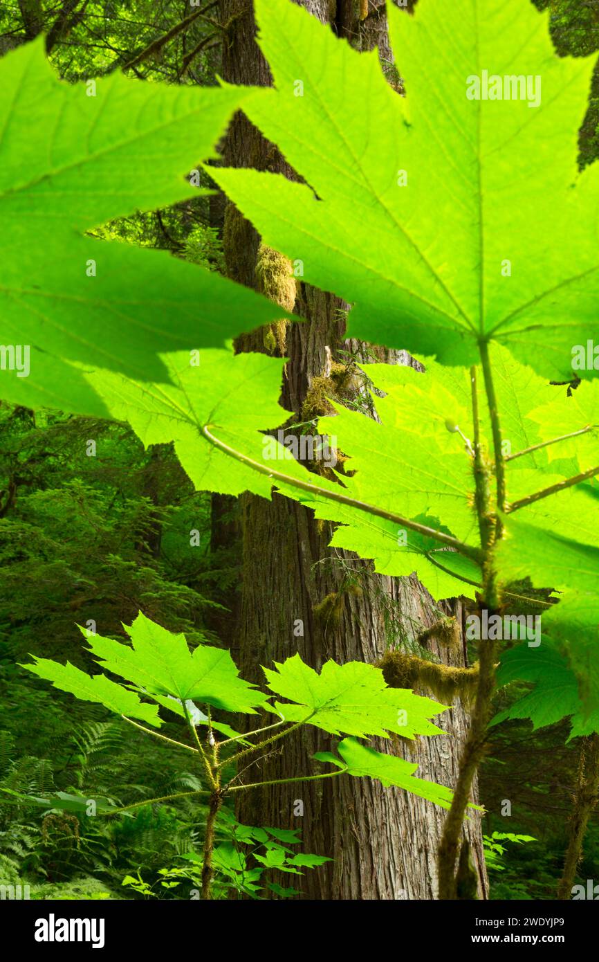 Club Devils le long du sentier de la rivière Lewis, Gifford Pinchot National Forest, Washington Banque D'Images