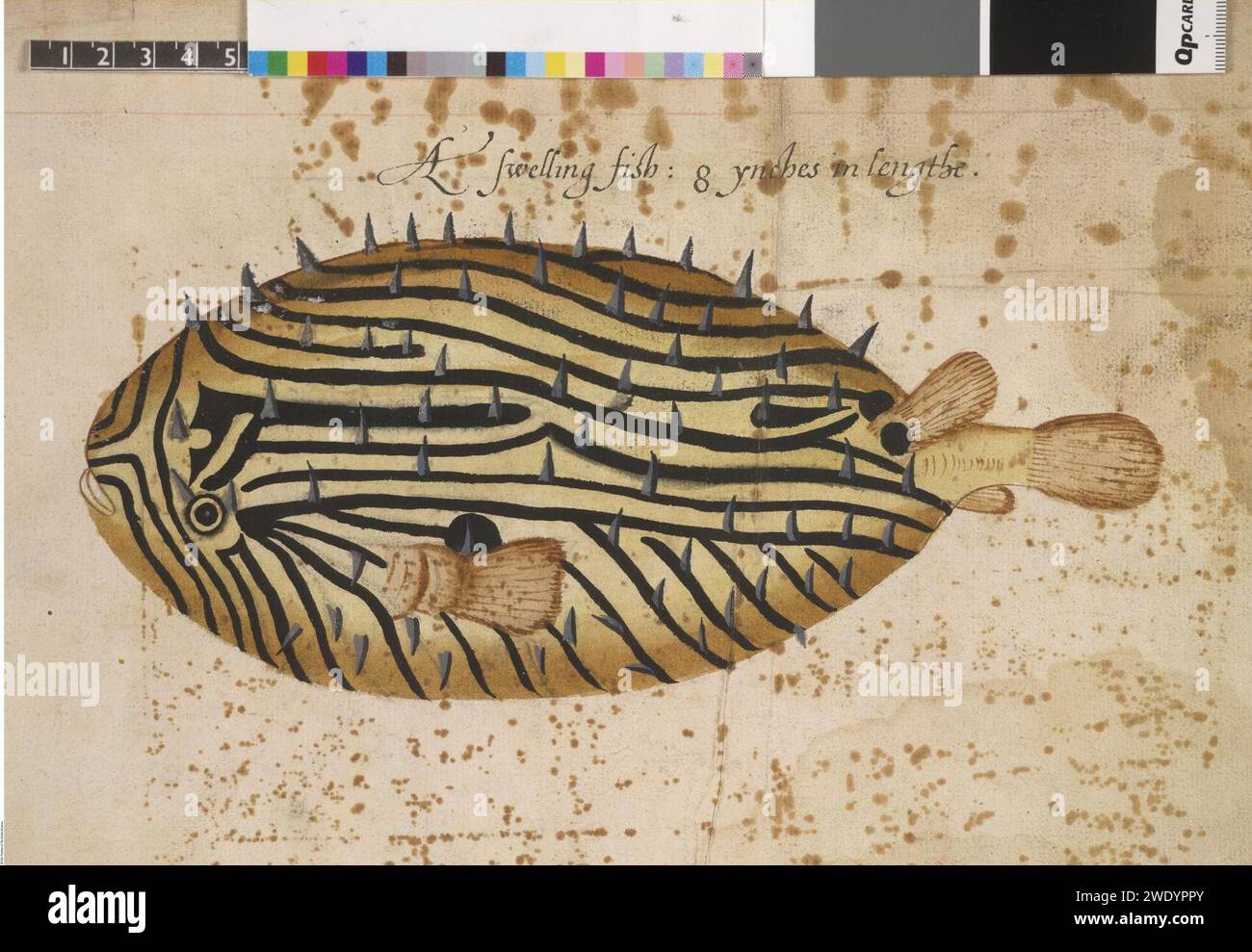 D'après John White - Burrfish (Chilomycterus schoepfi Walbaume), feuille d'un volume (maintenant composé de 113 feuilles de dessins), associée à John White ; gonflée, Banque D'Images