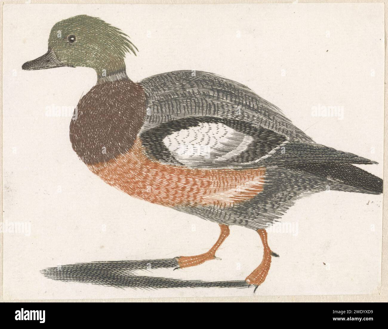 Canard à gauche, Anonyme, 1688 - 1698 print pays-Bas gravure papier oiseaux d'eau : canard Banque D'Images