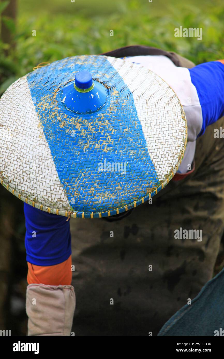 Cueilleur de thé dans une plantation de thé à Ciwidey, Java occidental, Indonésie Banque D'Images