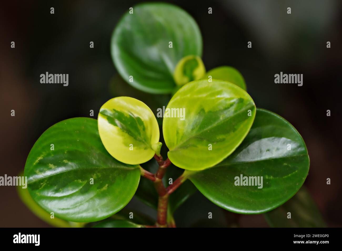 PLANTE DE CAOUTCHOUC POUR BÉBÉ Banque D'Images