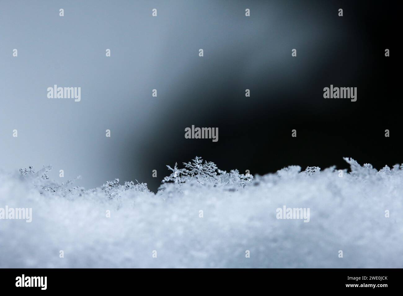 Un flocon de neige parfait singulier en hiver profond Banque D'Images