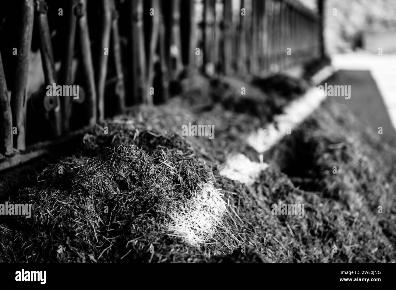 Rangée d'ensilage dans une grange laitière avec poteaux de guidage. pour le bétail à manger à travers. Banque D'Images
