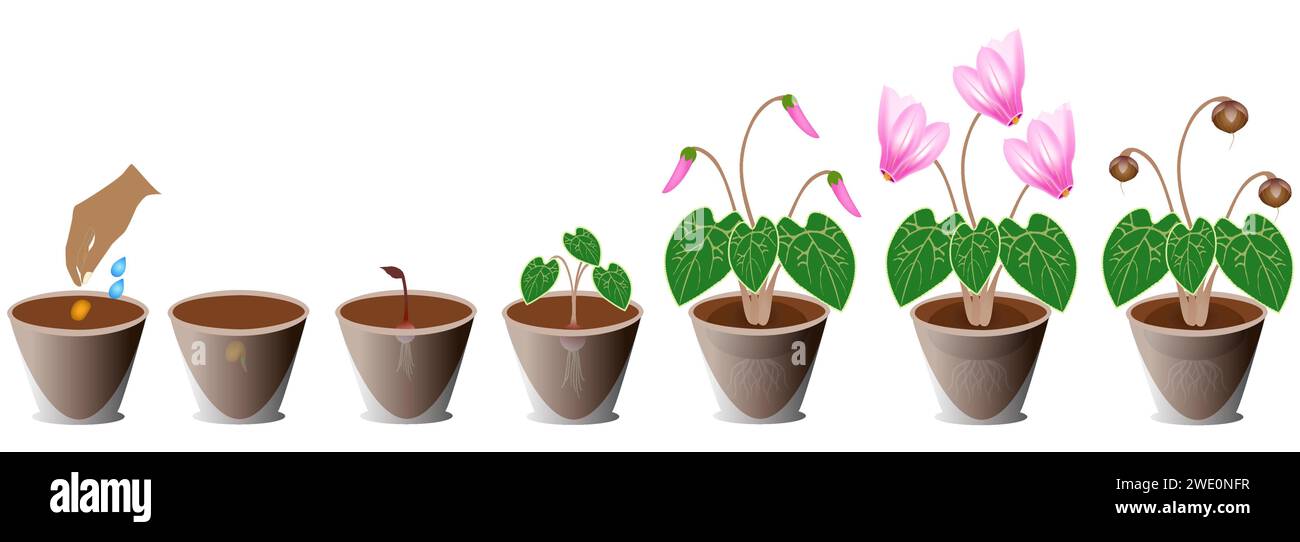 Cycle de croissance du cyclamen en pot sur fond blanc. Illustration de Vecteur