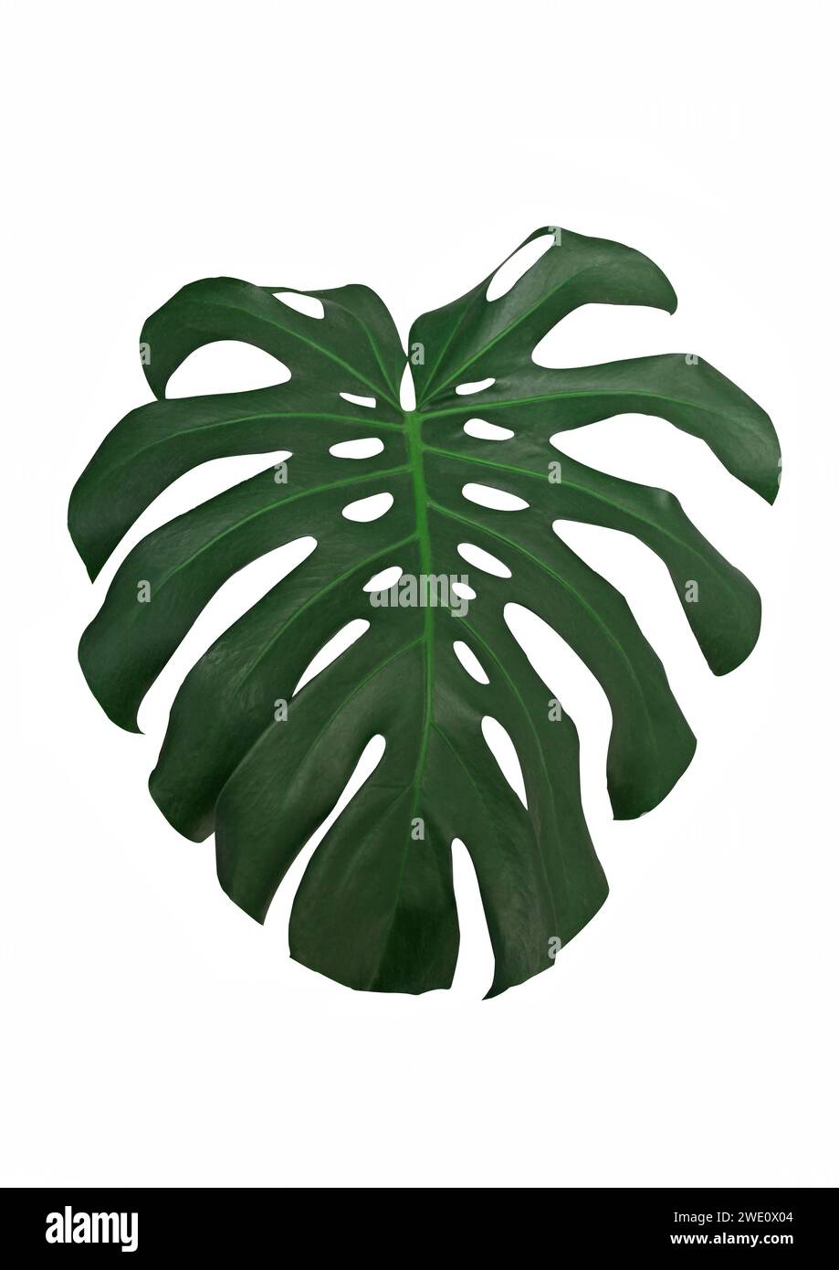 Monstera deliciosa, la fromagerie suisse ou le philodendron à feuilles fractionnées Banque D'Images