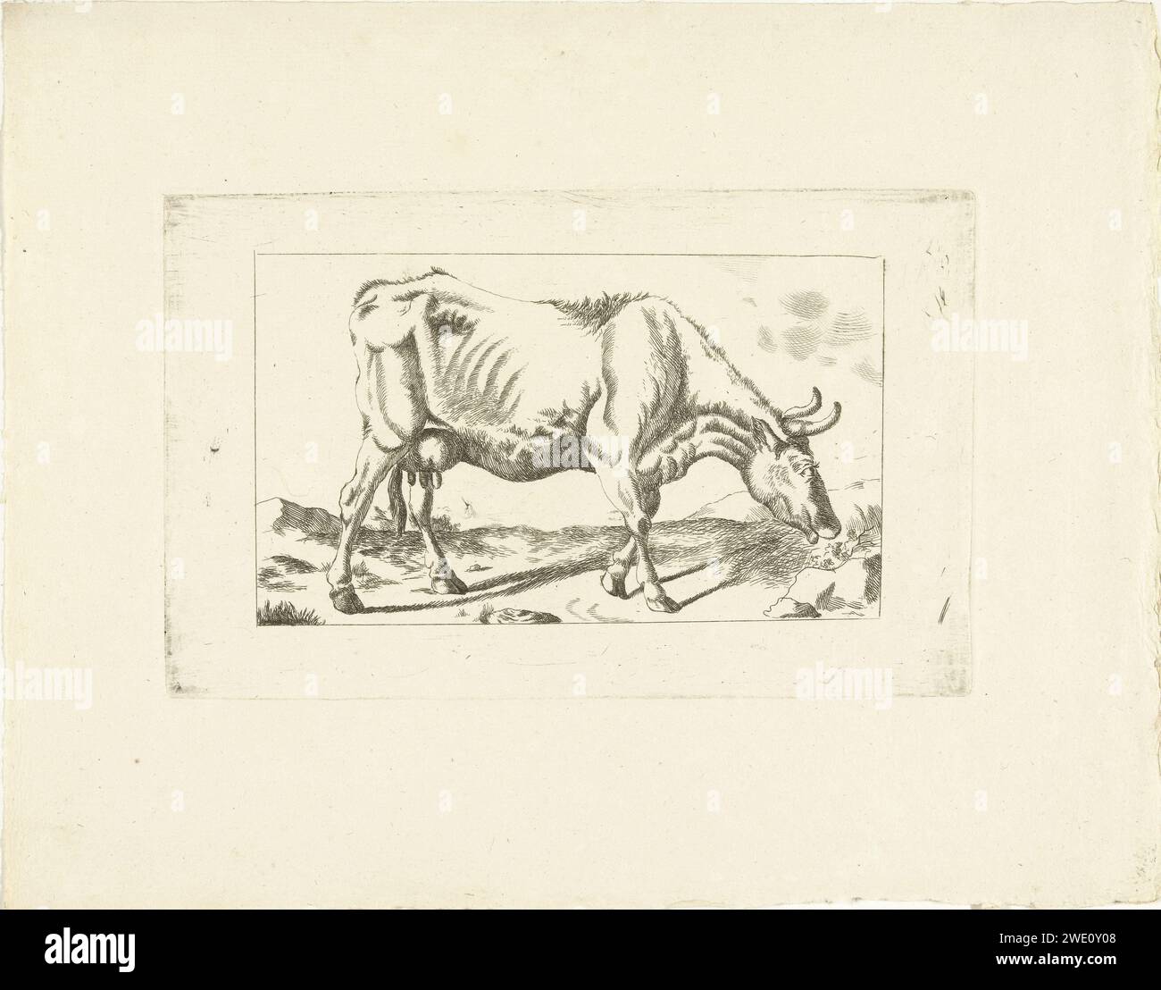 Vache maigre, G. van Citters, c. 1750 - c. 1800 imprimer pays-Bas papier gravure vache Banque D'Images