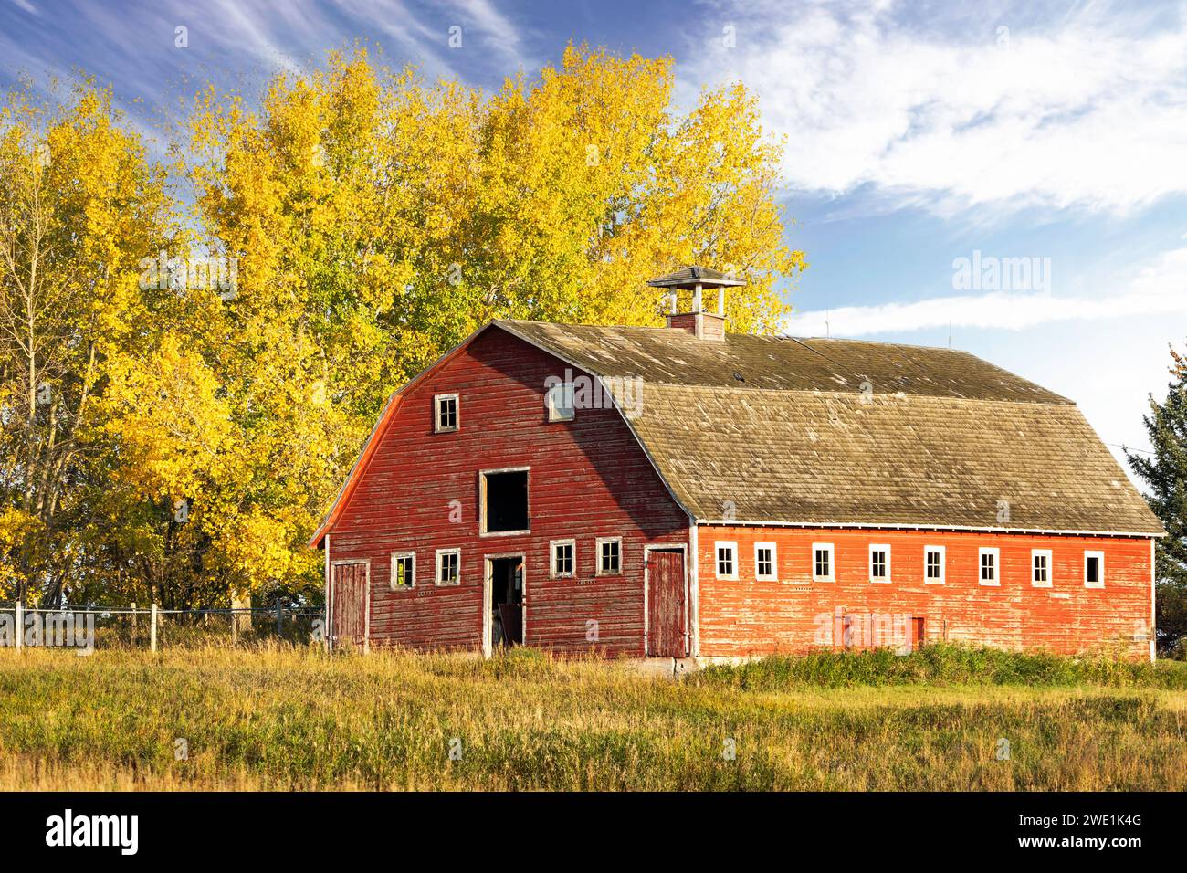 Grange rouge rustique sur un champ vert luxuriant avec des arbres aux couleurs d'automne debout dans une cour de ferme dans le comté de Rocky View Alberta Canada. Banque D'Images