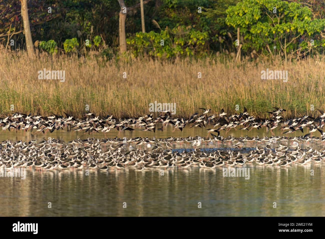 Troupeau d'échasses à ailes noires et un oiseau dans les réserves fauniques des zones humides de Taiwan Banque D'Images