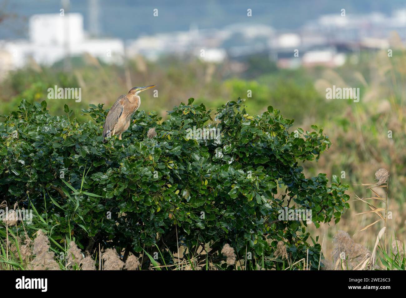 Héron violet (Ardea purpurea) perché au sommet d'un arbre à Yilan, Taiwan Banque D'Images