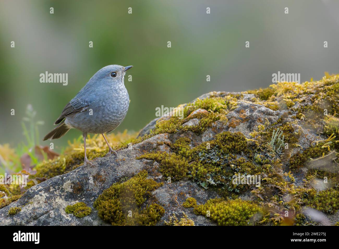 Femelle de Plumbeous Water Redstart oiseau debout sur la roche verte Banque D'Images