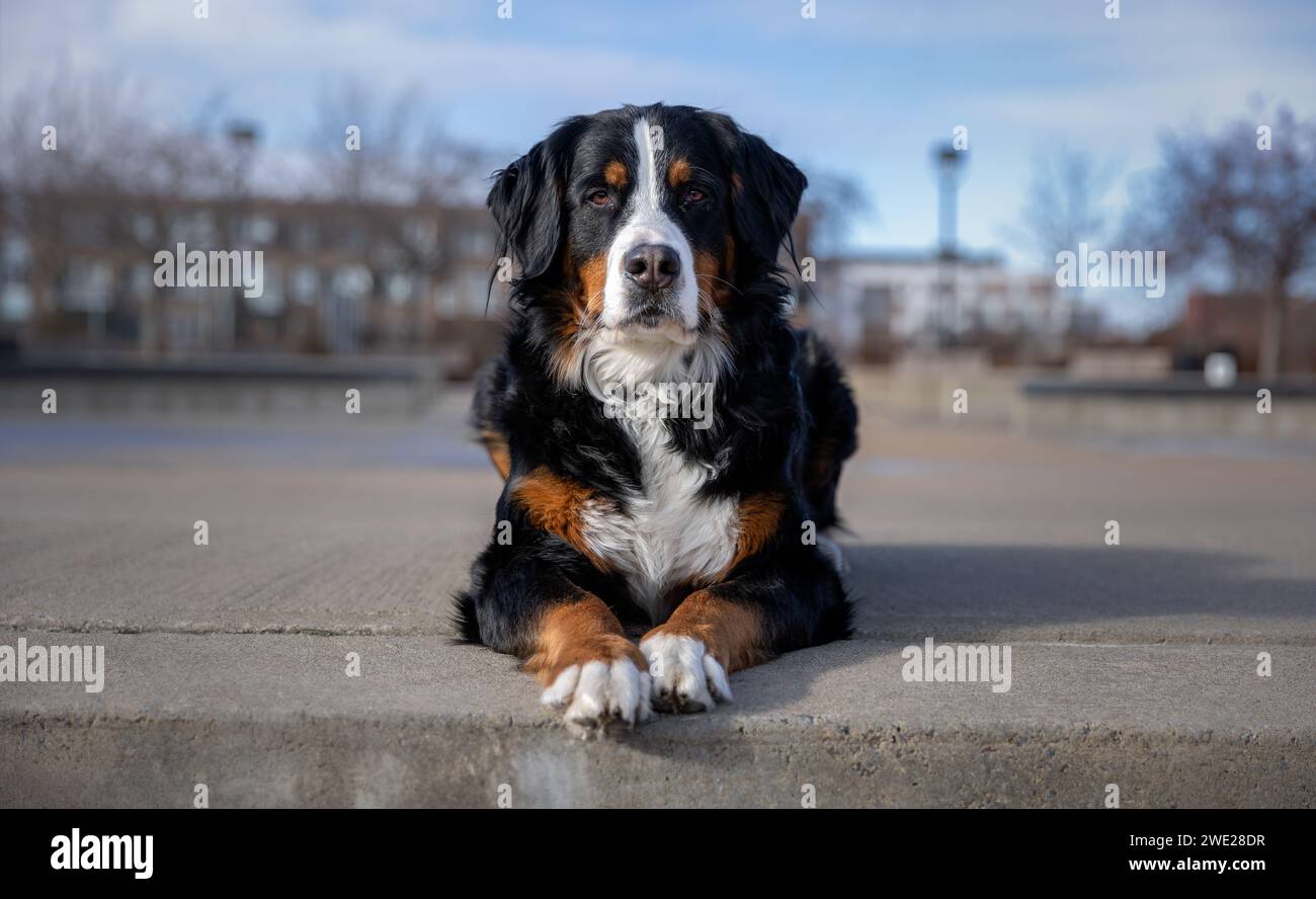 Chien de montagne bernois dans le parc. Portrait d'un chien de montagne bernois. Banque D'Images