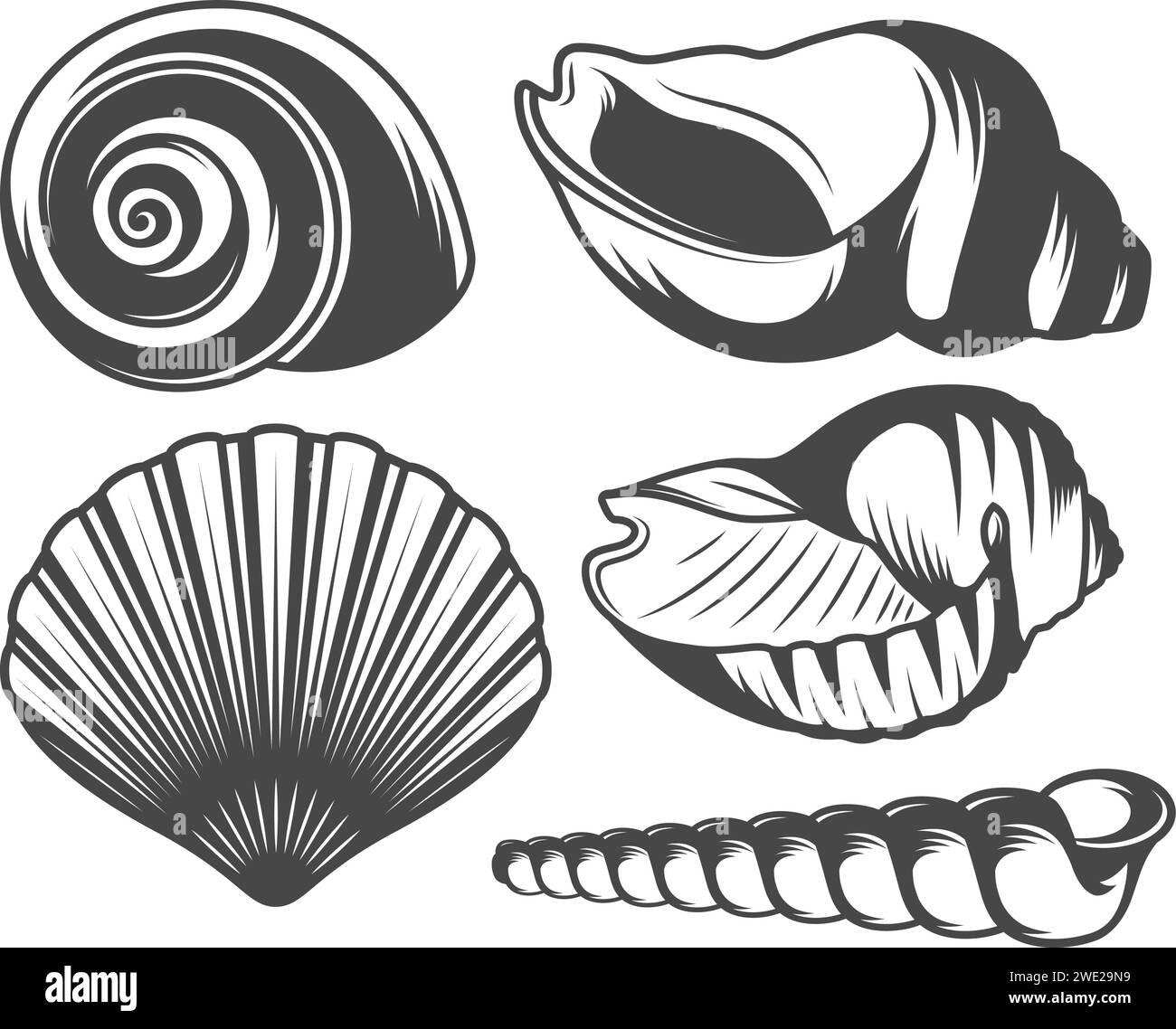 Coquillages, ensemble d'illustrations Illustration de Vecteur