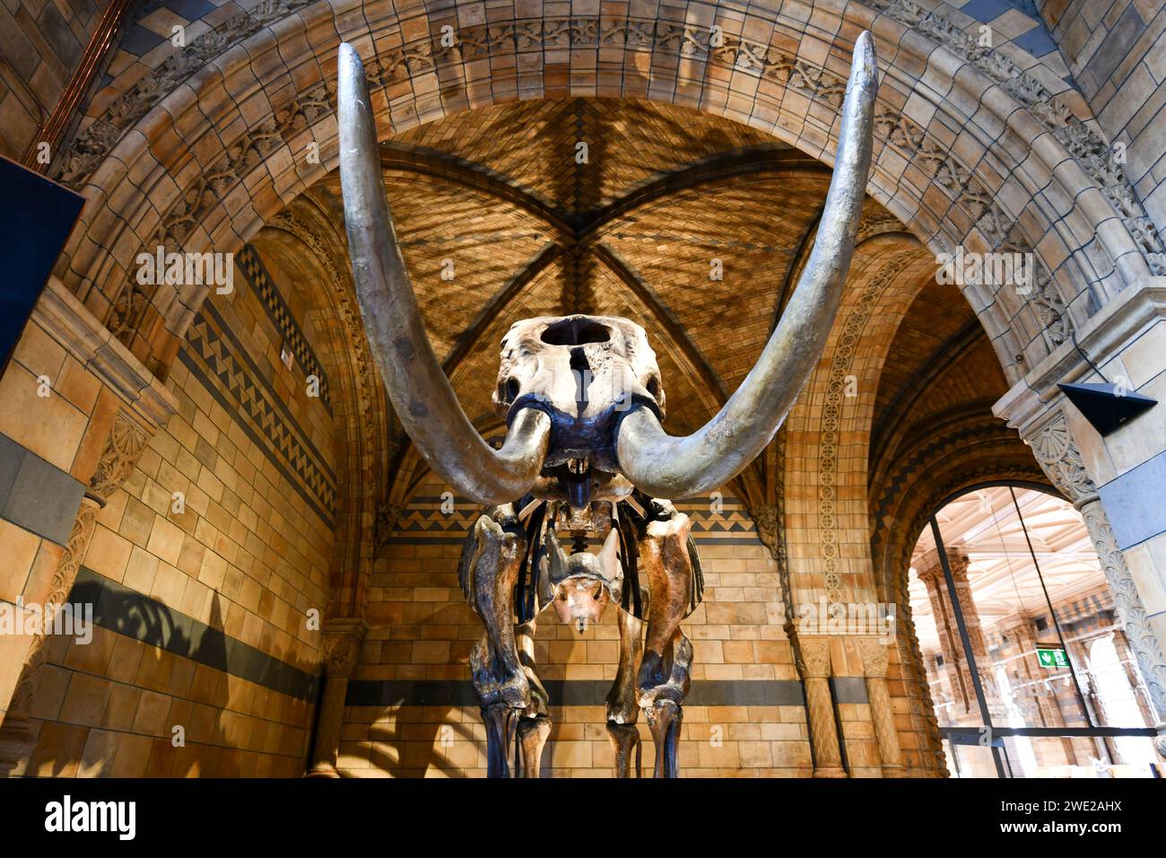 Londres, Royaume-Uni - 28 août 2022 : squelette de mammouth laineux à l'intérieur du musée d'histoire naturelle, un bâtiment emblématique et une attraction touristique populaire à Kensington Banque D'Images