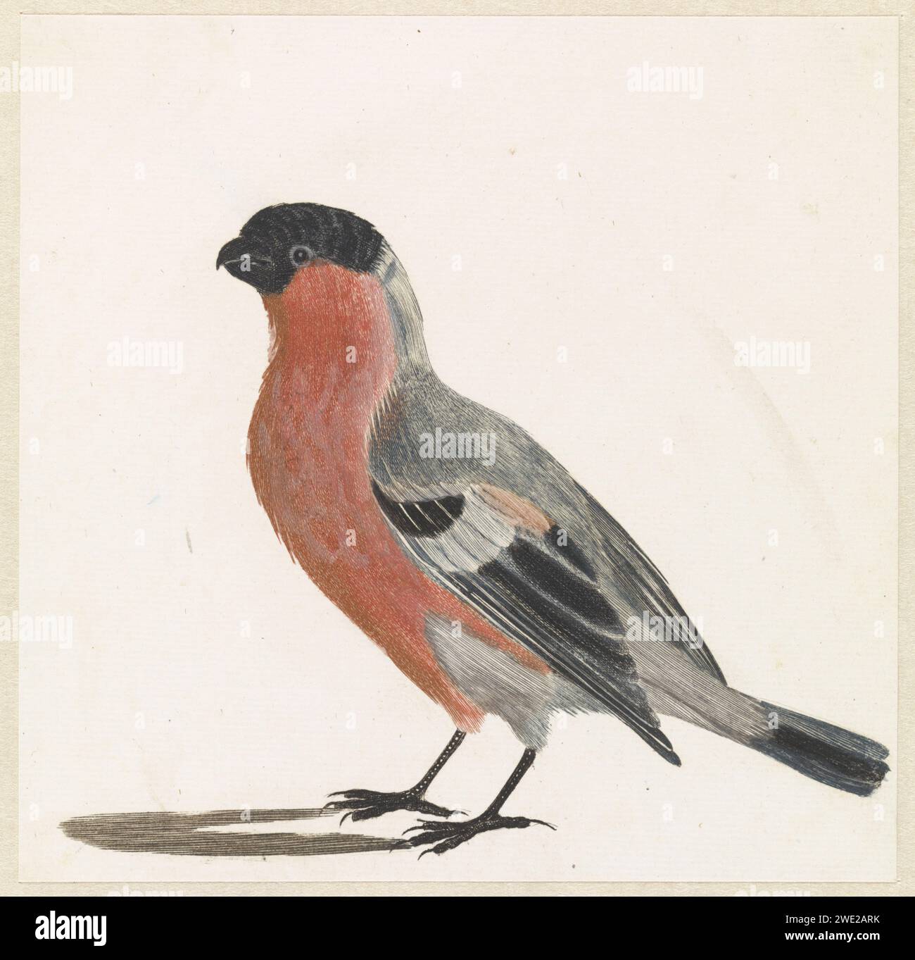 Goudvink, Anonyme, 1688 - 1698 imprimer pays-Bas gravure papier chant-oiseaux : goldfinch Banque D'Images