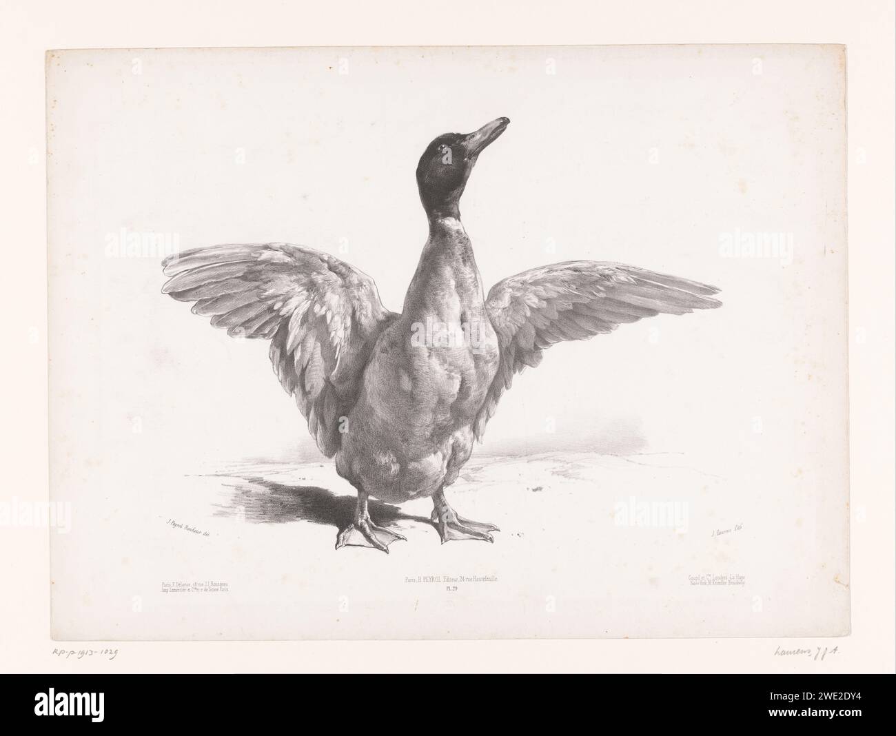 Etude d'un canard aux ailes déployées, Jules Joseph Augustin Laurens, d'après Juliette bonheur, 1865 - 1878 print printer : Parispublisher : Parispublisher : Londonpublisher : New York (ville) paper water-birds : canard Banque D'Images
