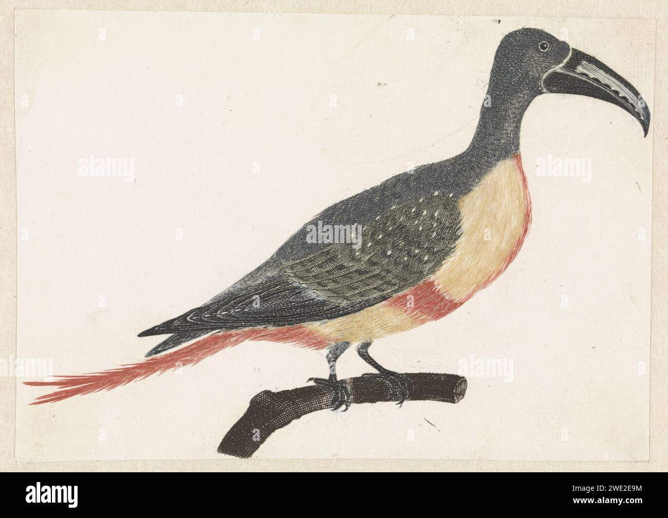 Oiseau avec long bec incurvé sur une branche à droite, Anonyme, 1688 - 1698 print pays-Bas gravure papier oiseaux Banque D'Images