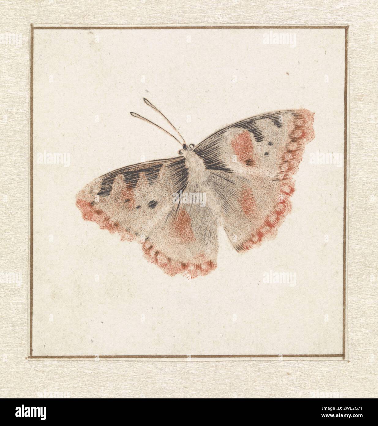 Butterfly, Anonyme, 1688 - 1698 imprimer pays-Bas gravure papier insectes : papillon Banque D'Images