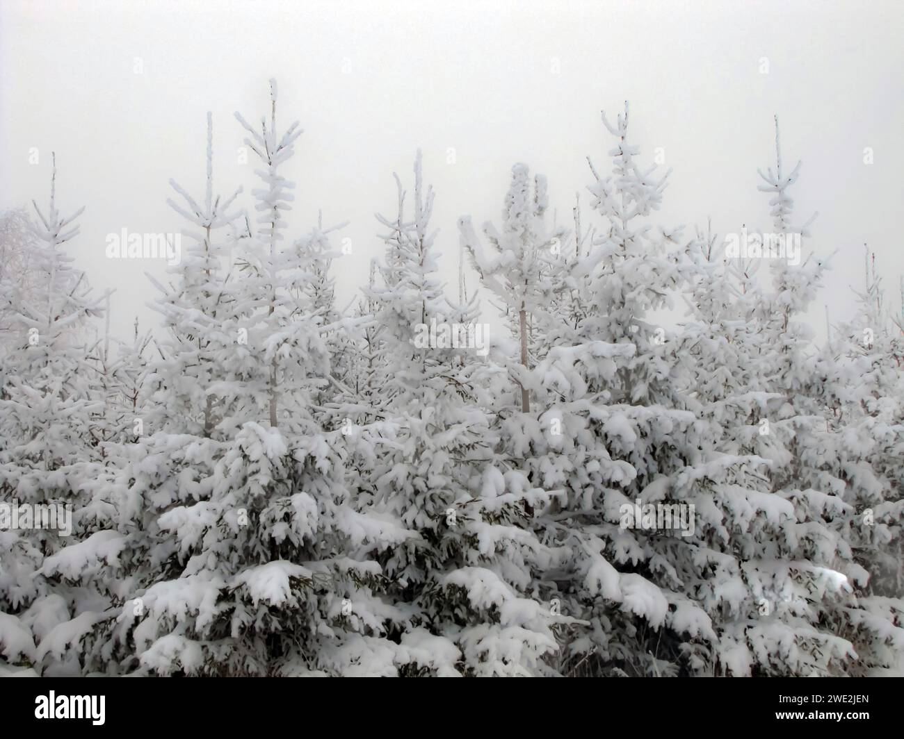 Les pins enneigés et les dérives de neige. Banque D'Images