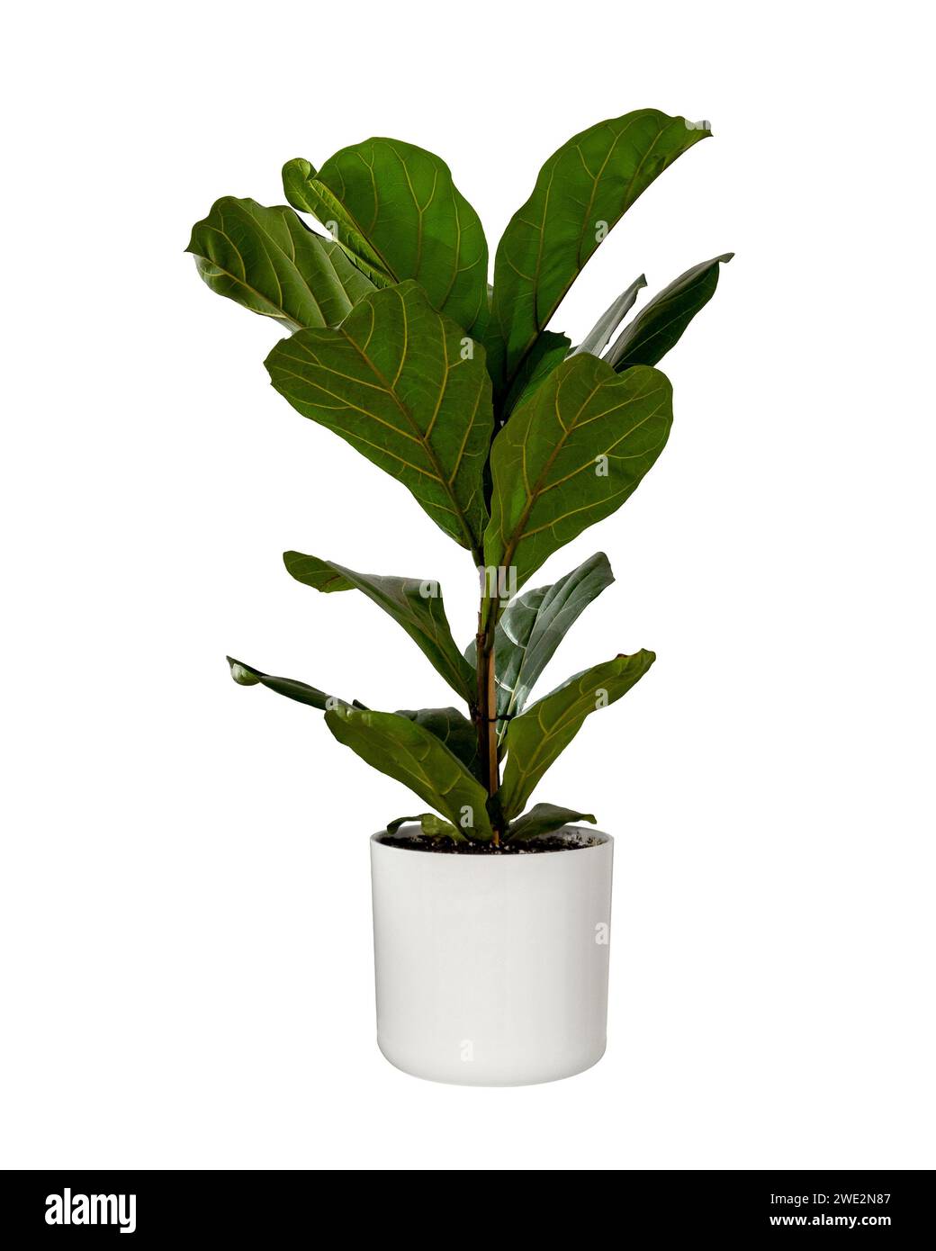 Ficus lyrata ou figue de feuille de violon dans un pot en céramique blanc isolé sur fond blanc. Ficus lyrata en pot ou figuier à feuilles de violon isolé avec un chemin de coupe Banque D'Images