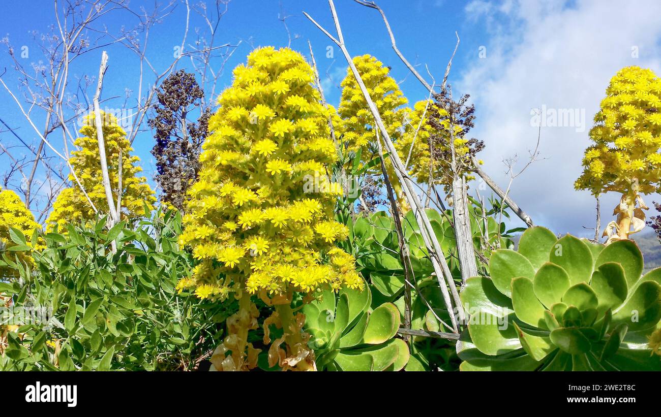 Fleur de la plante appelée 'Aeonium undulatam' sur l'île de la Palma (Canaries, Espagne) Banque D'Images