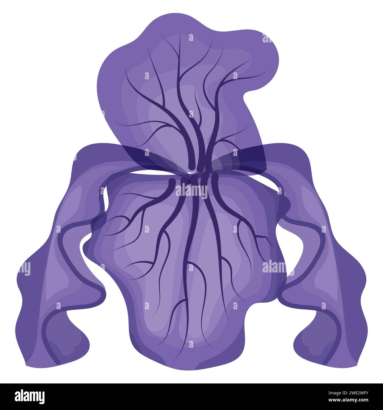Fleur d'iris violette. Illustration vectorielle isolée sur fond blanc. Illustration de Vecteur