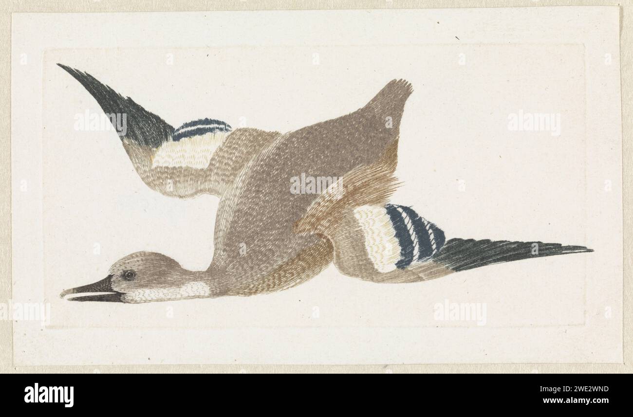 Voler à gauche, anonyme, 1688 - 1698 imprimer pays-Bas gravure papier oiseaux d'eau : canard Banque D'Images