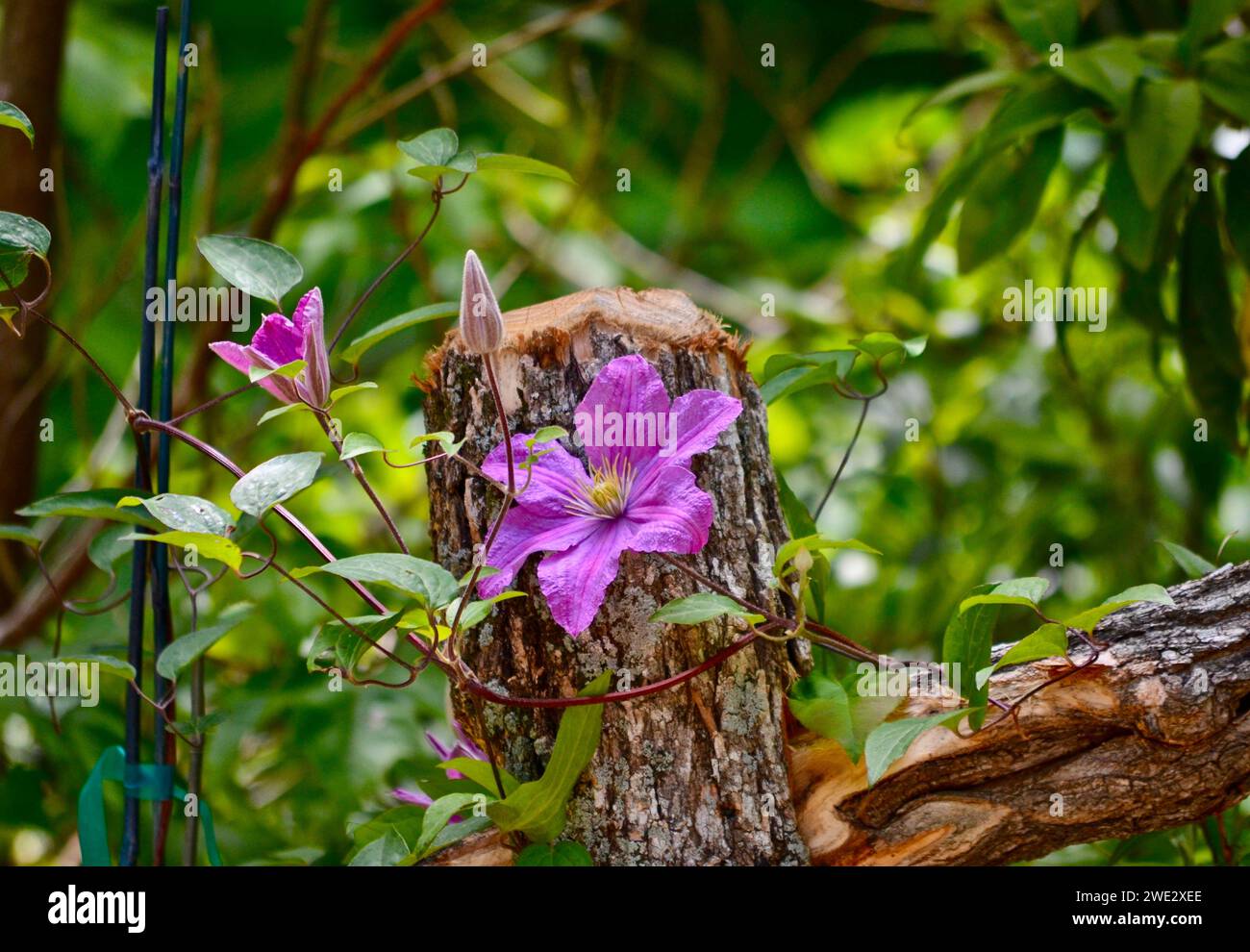 Fleur de clématite 'Comtesse de Bouchaudd' fleurissant sur souche d'arbre Banque D'Images