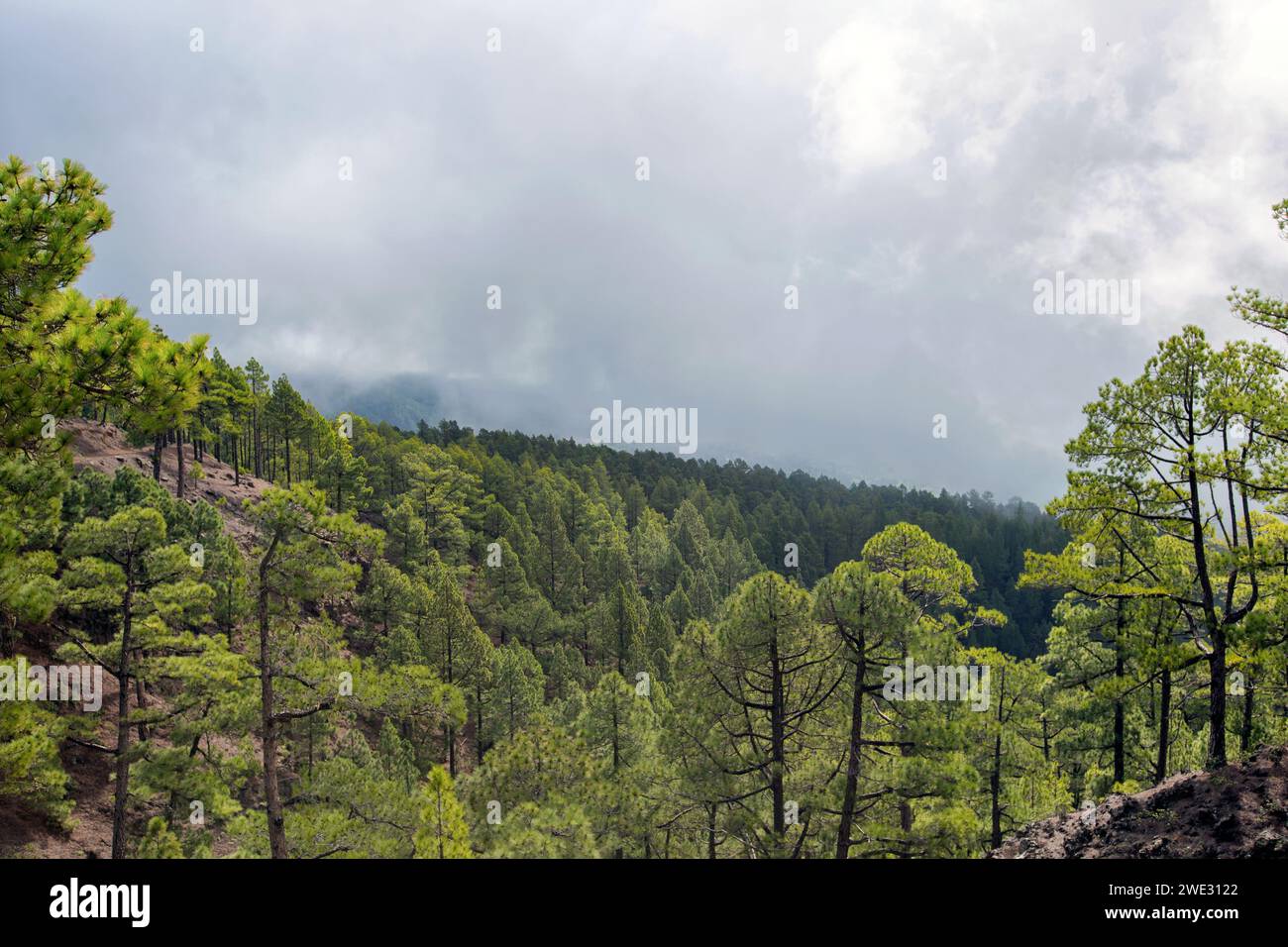 Le pin endémique des Canaries dans la zone volcanique de la Caldera de Taburiente sur l'île de la Palma (Îles Canaries, Espagne) Banque D'Images