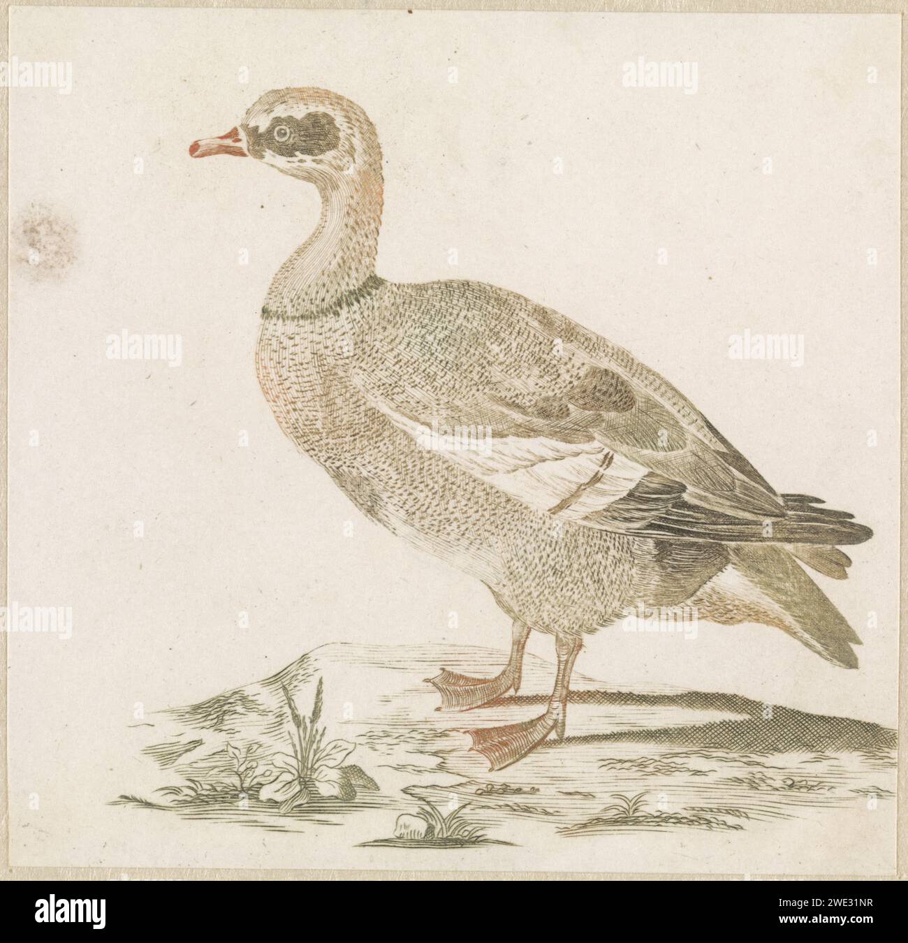 Gans, anonyme, 1688 - 1698 imprimer pays-Bas papier gravure Water-Birds : goose Banque D'Images