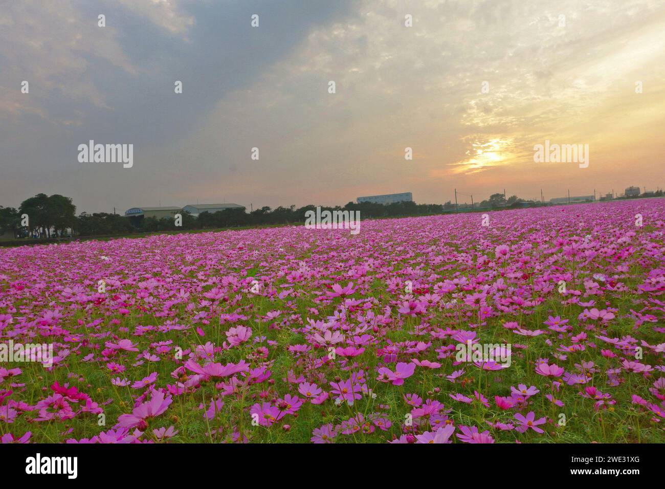 Champ de fleurs roses sous le coucher du soleil Banque D'Images