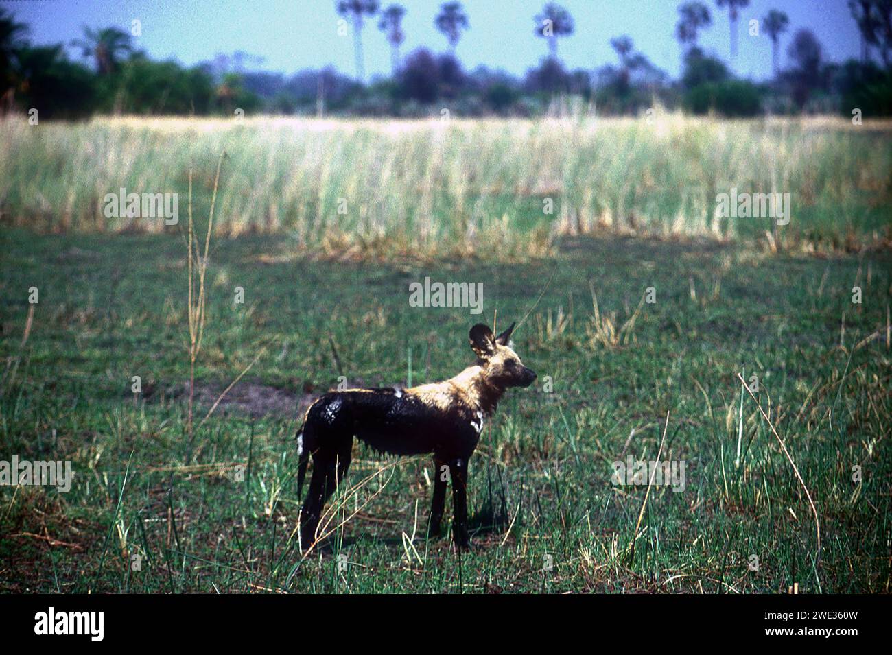 Chien sauvage africain couvert de boue, Lycaon pictus, classé comme en danger, Mombo Camp, Moremi Game Reserve, Delta de l'Okavango, Botswana, Afrique Banque D'Images
