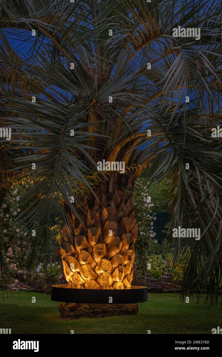 Palmier (Butia odorata) éclairé par un système d'éclairage circulaire fixé autour du tronc. Palmier éclairé la nuit dans un jardin. Banque D'Images