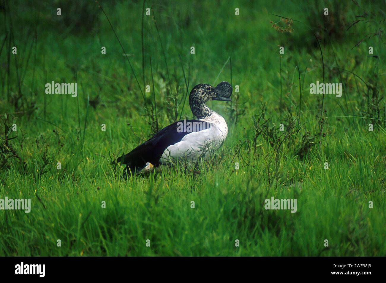 Canard à bec de canard, Sarkidiornis melanotos, Kwai River Lodge, Okavango Delta, Botswana Banque D'Images