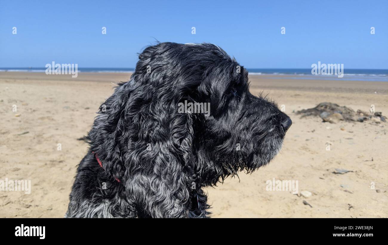 Afficher le type cocker spaniel Banque D'Images