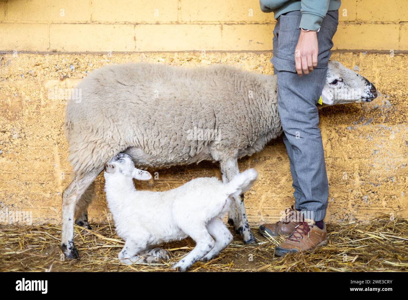 Fermier avec un bébé agneau allaitant de sa mère de mouton sur une ferme biologique rurale. Soins et bien-être des animaux en plein air. Banque D'Images