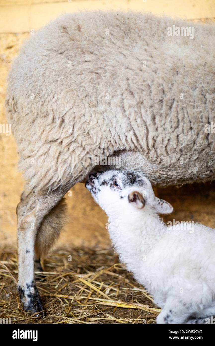 Bébé agneau allaitant de sa mère de mouton sur une ferme biologique rurale. Soins et bien-être des animaux en plein air. Banque D'Images