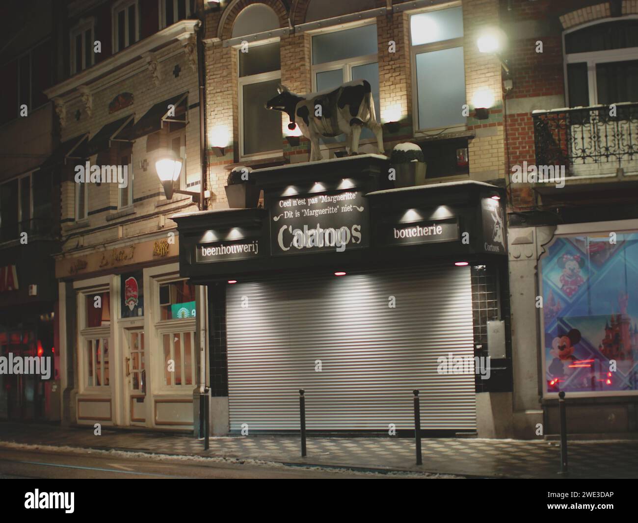 Bruxelles, Belgique 20 janvier 2024. Statue d'une vache tachetée montée sur un bâtiment. Façade de magasin belge. Nuit Bruxelles avec lumières de nuit Banque D'Images