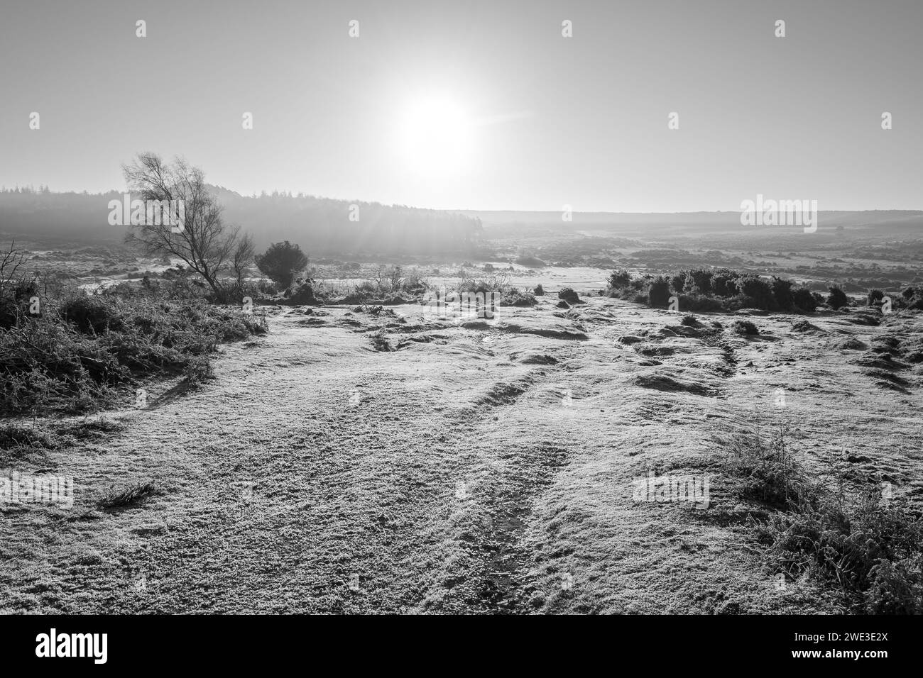Paysage d'hiver noir et blanc avec gel Banque D'Images