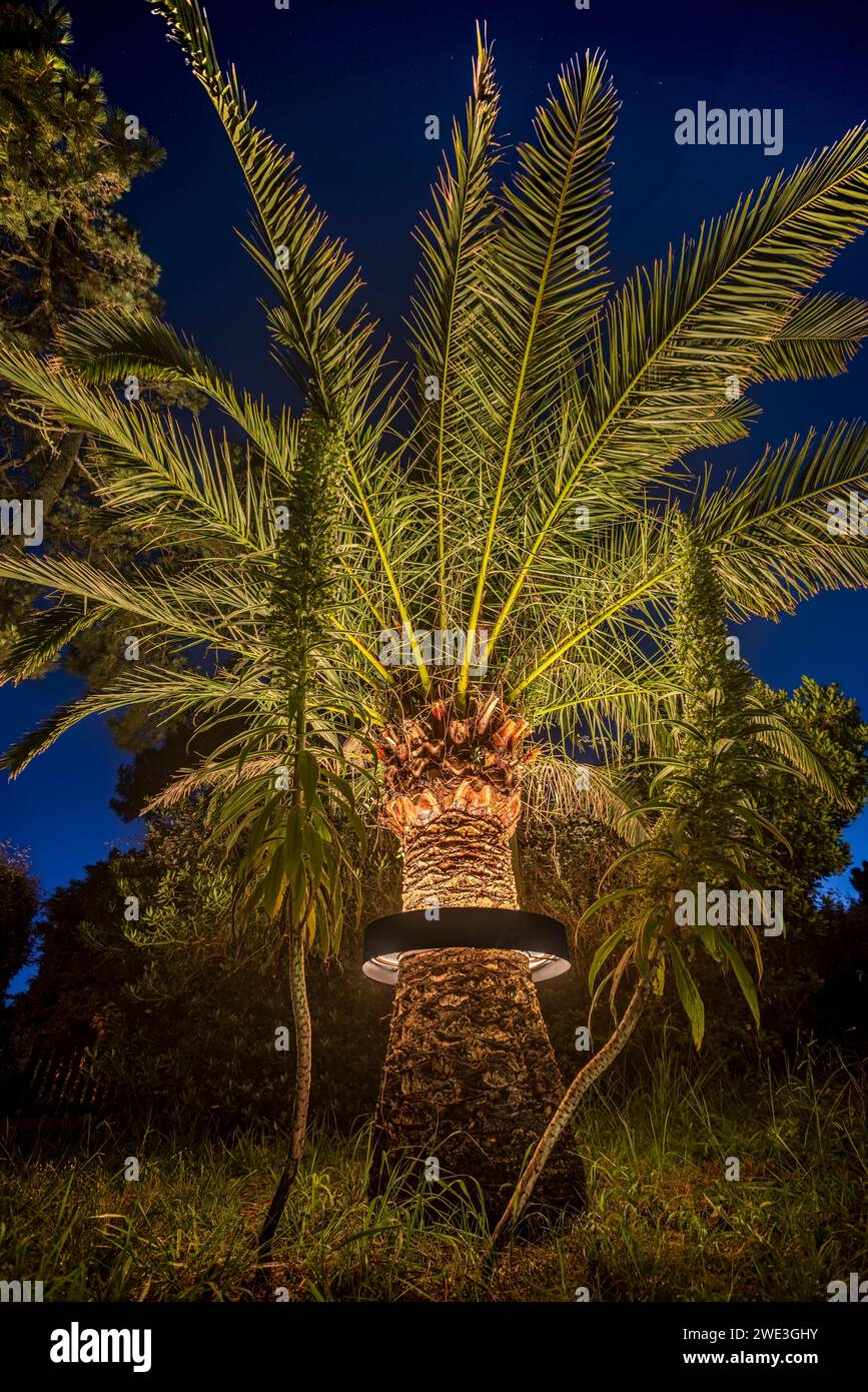 Palmier (Phoenix canariensis) éclairé par un système d'éclairage circulaire fixé autour du tronc. Palmier éclairé la nuit dans un jardin. Banque D'Images