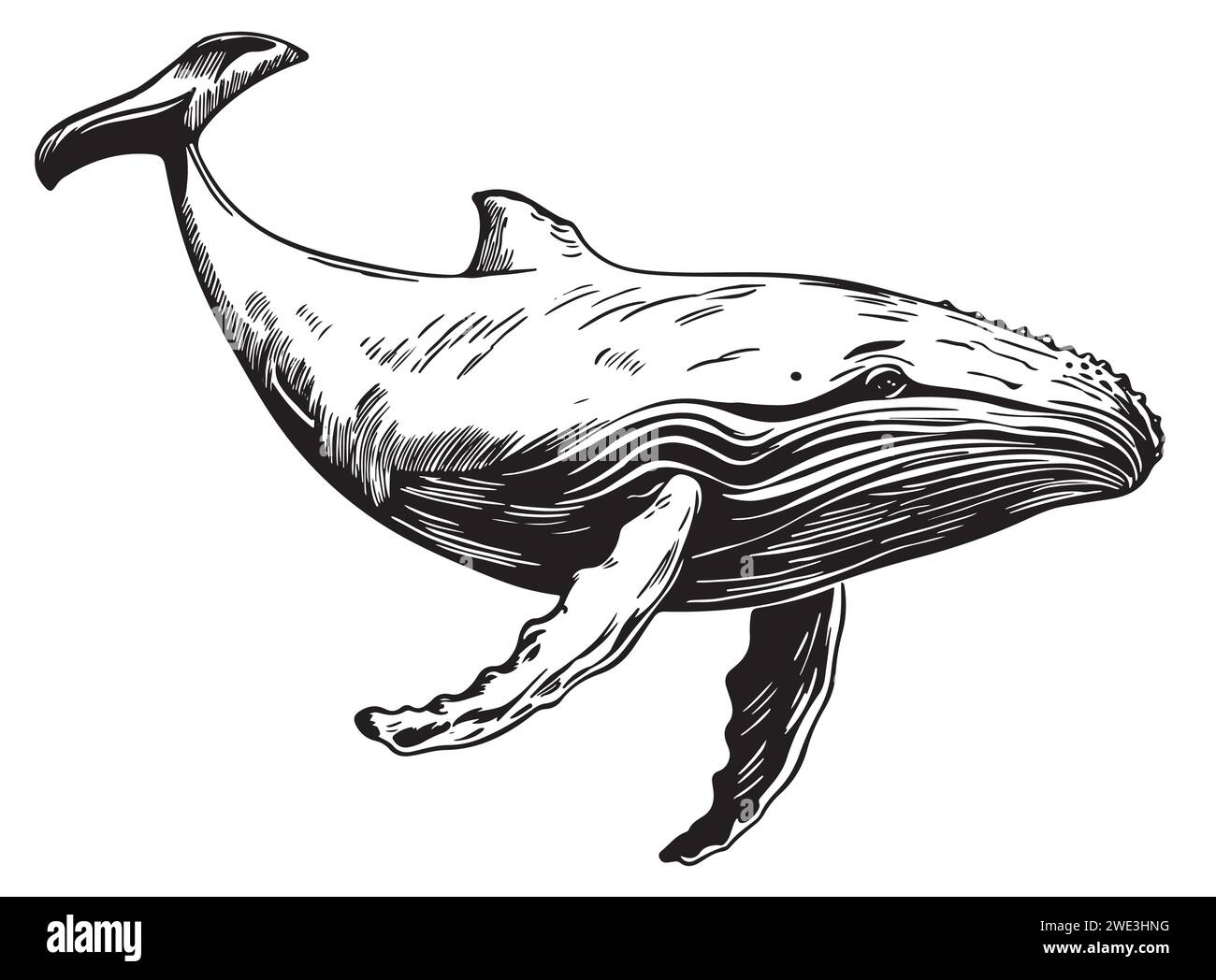 Illustration vectorielle dessinée à la main de baleine à bosse. Esquisser le style de gravure détaillé Illustration de Vecteur