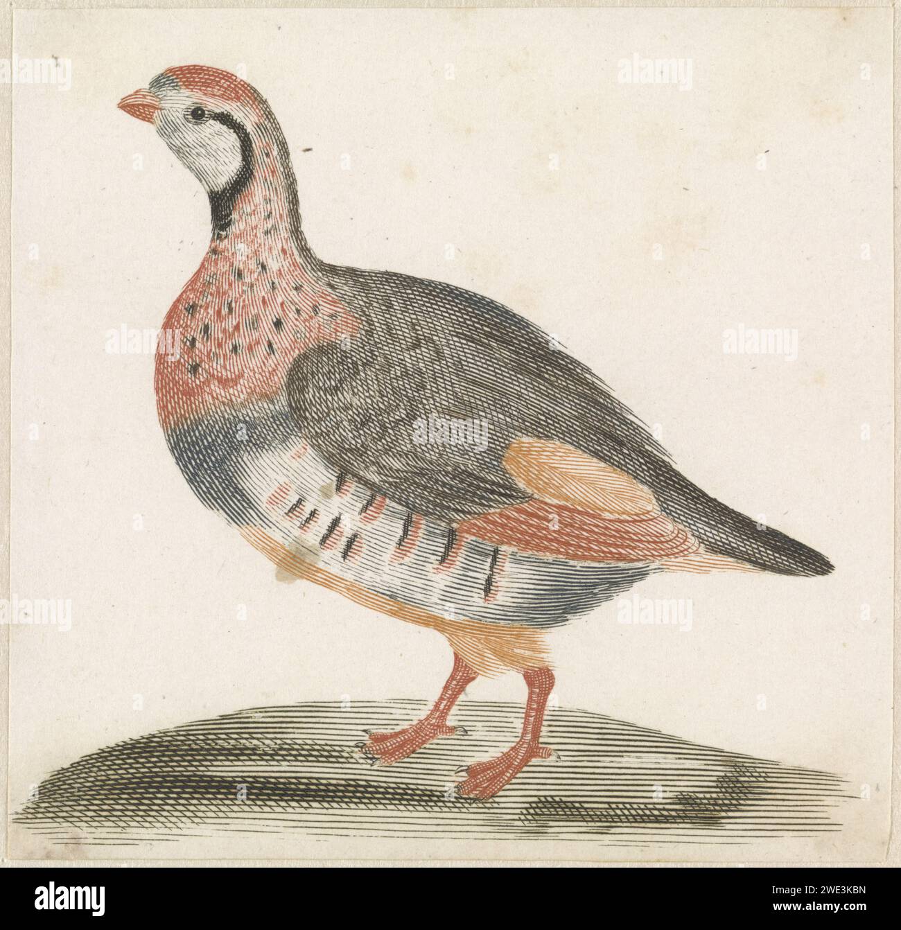 Veldhoen, Anonyme, 1688 - 1698 imprimer pays-Bas gravure papier marcheur et coureur oiseaux : partridge Banque D'Images